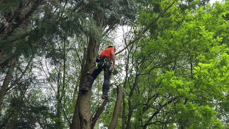 Professional Tree Removal in Lynnville, IN